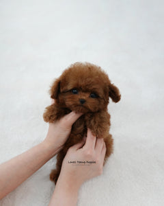 Teacup Poodle Male [Tino]
