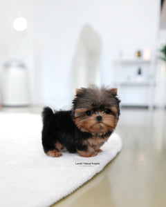 Teacup Yorkie Male [Buddy]