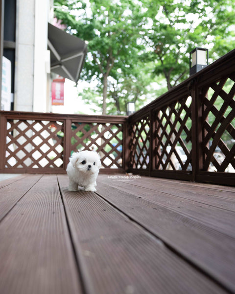 Teacup Maltese Male [Asher]