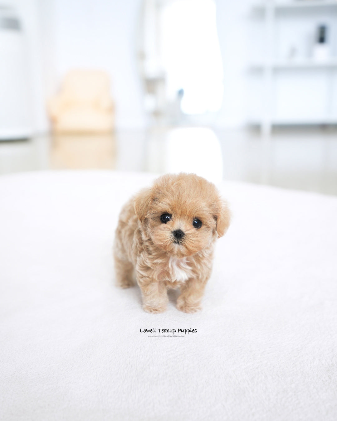 Teacup Maltipoo Female [Della]