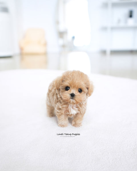 Teacup Maltipoo Female [Della]