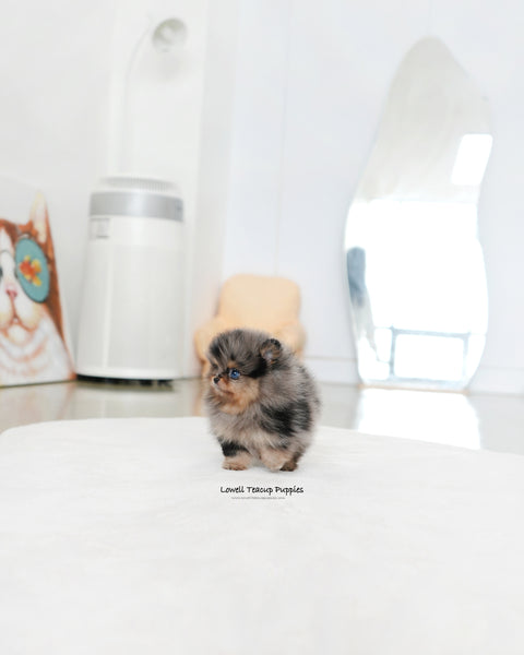 Teacup Pomeranian Male [Kai]