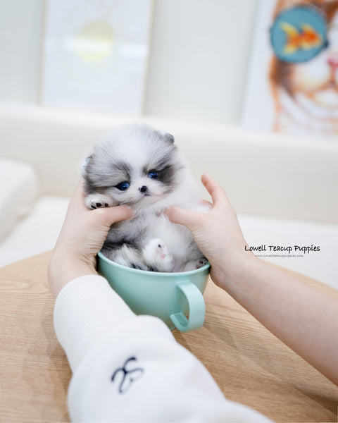 Teacup Pomeranian Female [Peach]