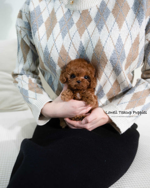 Teacup Poodle Male [Dion]