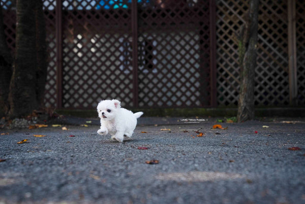 Teacup Maltese Female [Cara] - Lowell Teacup Puppies inc