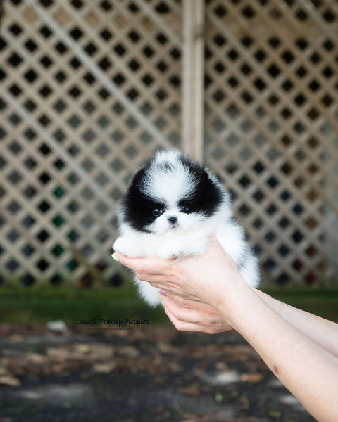Teacup Pomeranian Female [Nora]