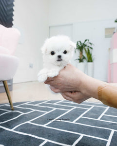 Teacup Maltese Female [Kassia]