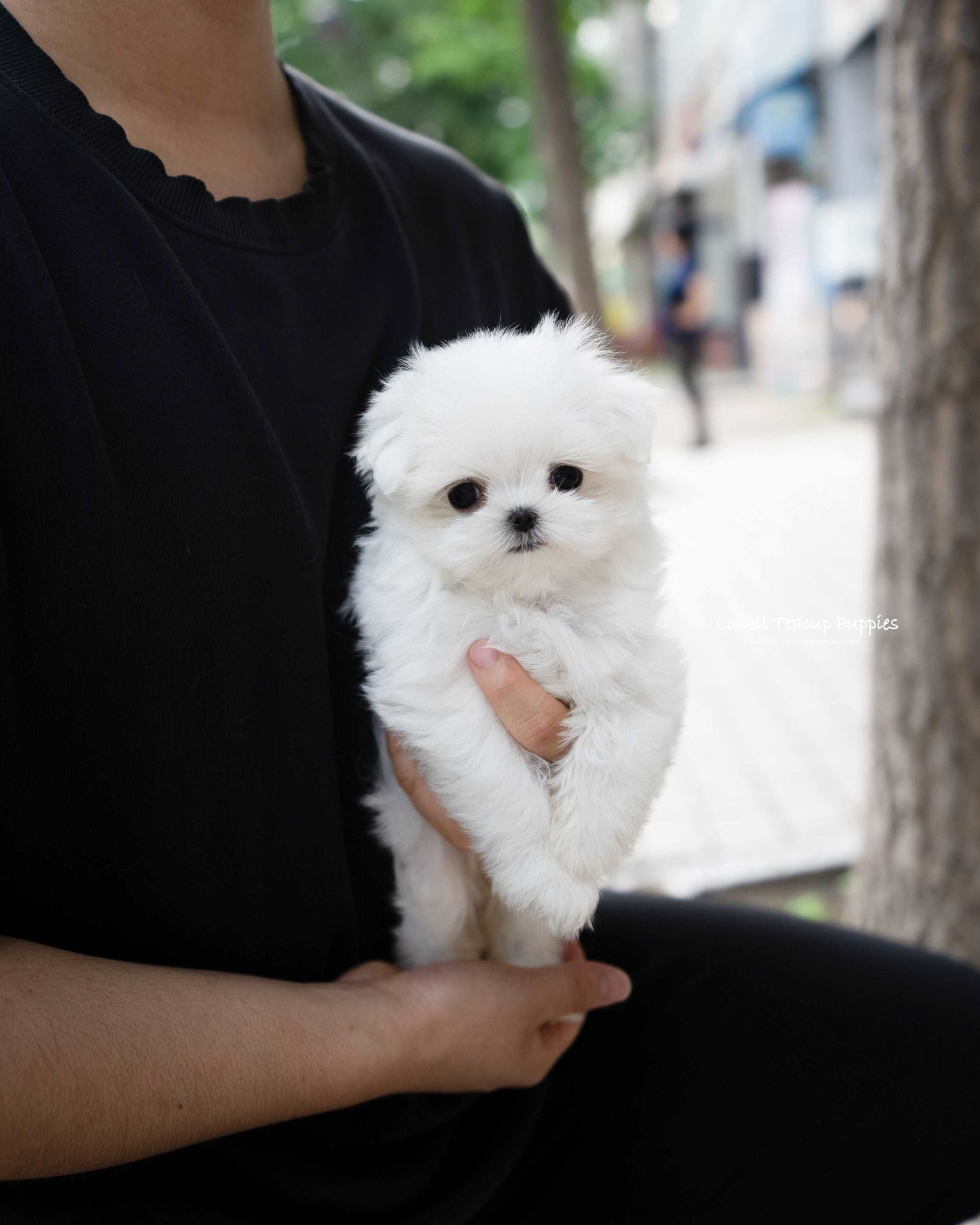 Teacup Maltese Female [Lily]