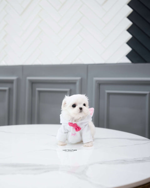 Teacup Maltese Female [Cotton]