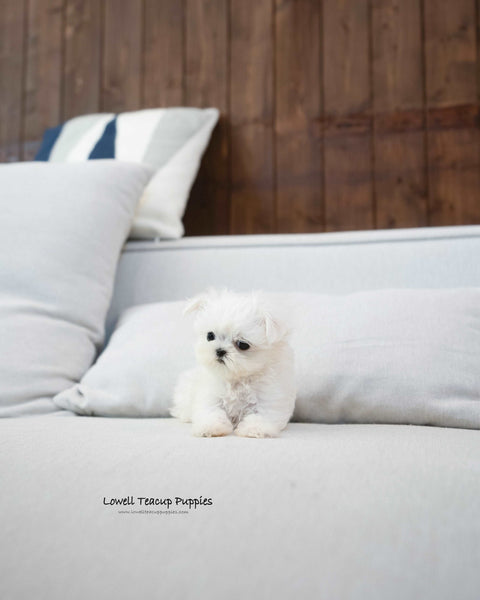 Teacup Maltese Female [Eblin]