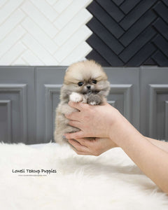 Teacup Pomeranian Female [Stacy]