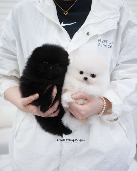 Teacup Pomeranian Female [May]