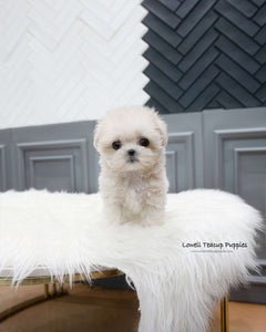 Teacup Maltipoo Female [Zara]