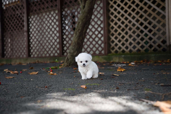 Teacup Bichon frise Male [Otto] - Lowell Teacup Puppies inc