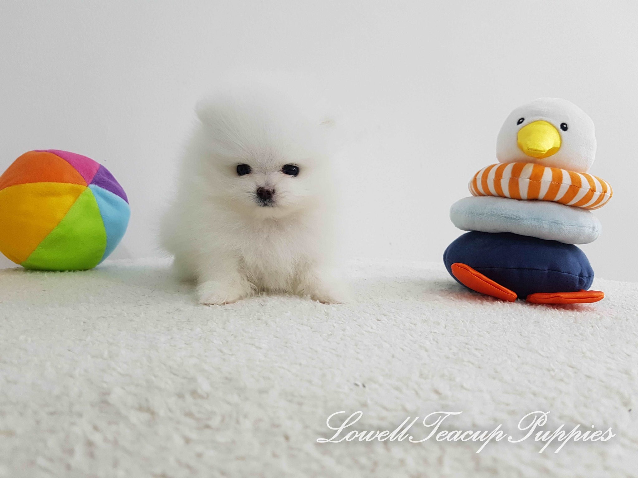 Teacup Pomeranian Female [Wendy] - Lowell Teacup Puppies inc