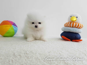 Teacup Pomeranian Female [Wendy] - Lowell Teacup Puppies inc