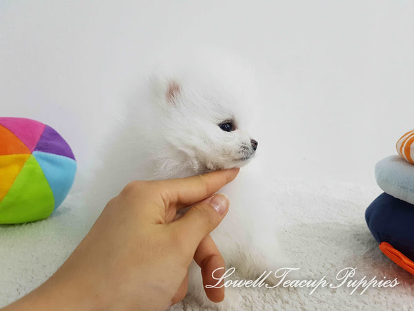 Teacup Pomeranian Female [Wendy] - Lowell Teacup Puppies inc