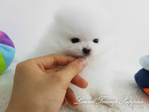 Teacup Pomeranian Female [Wendy] - Lowell Teacup Puppies inc