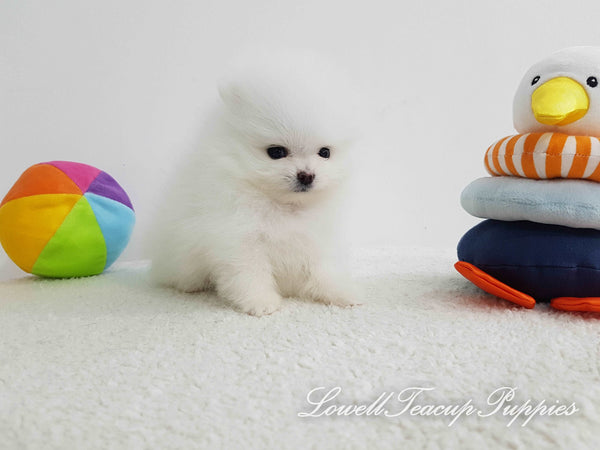 Teacup Pomeranian Female [Wendy] - Lowell Teacup Puppies inc
