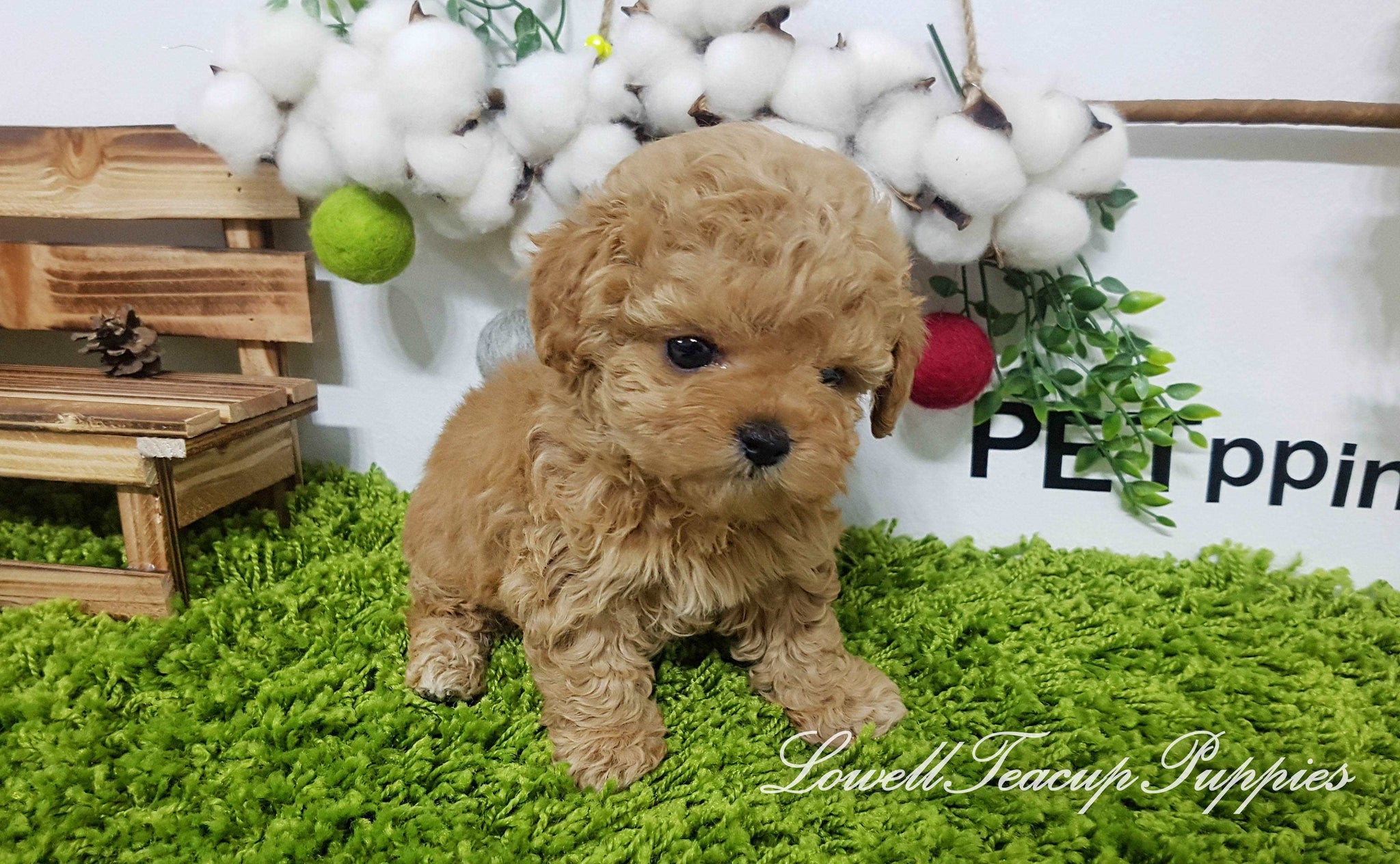 Teacup Poodle Male [Copper] - Lowell Teacup Puppies inc