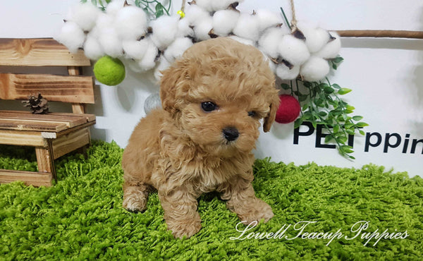 Teacup Poodle Male [Copper] - Lowell Teacup Puppies inc