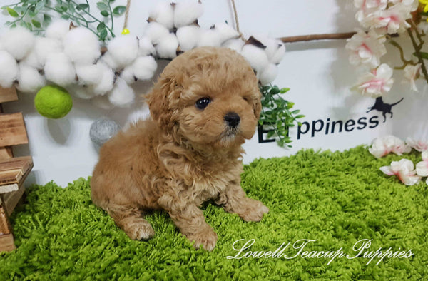Teacup Poodle Male [Copper] - Lowell Teacup Puppies inc