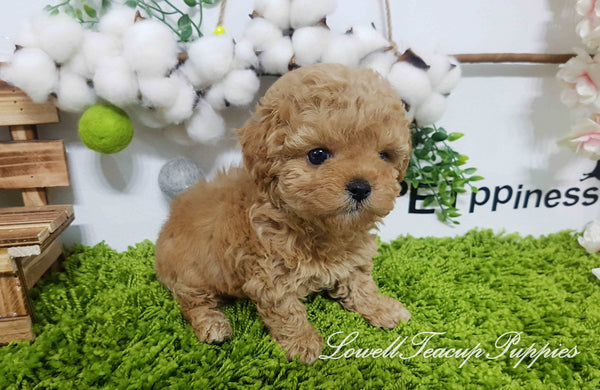 Teacup Poodle Male [Copper] - Lowell Teacup Puppies inc