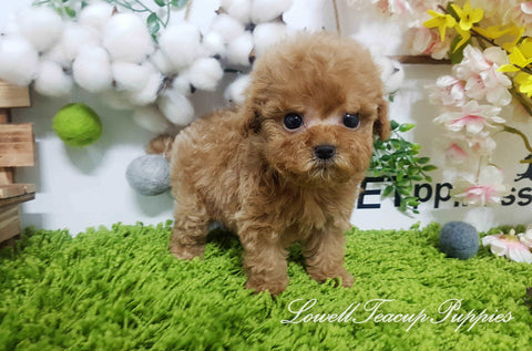 Teacup Poodle Female [Sugar] - Lowell Teacup Puppies inc