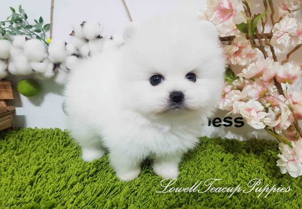 Teacup Pomeranian Male [Oliver] - Lowell Teacup Puppies inc