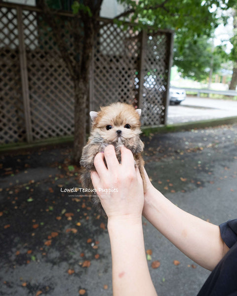 Teacup Morkie Male [Lon]