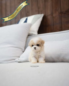 Teacup Maltipoo Male [Bruno]