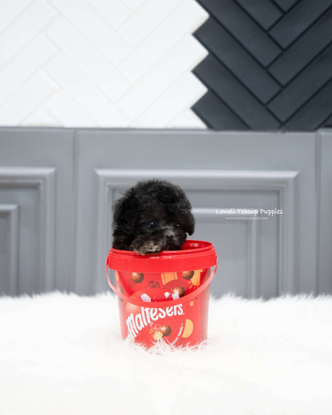 Teacup Poodle Female [Chloe]