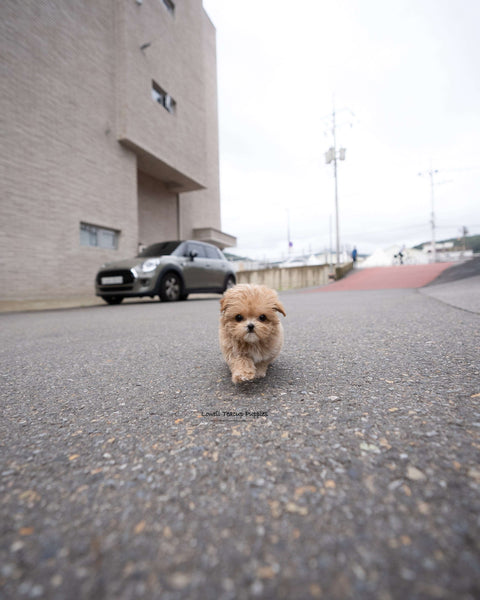 Teacup Maltipoo Female [Lucy]