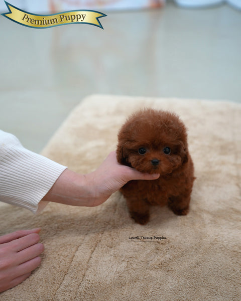 Teacup Poodle Male [Nugget]