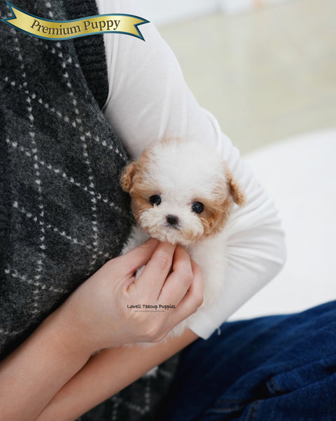 Teacup Maltipoo Female [Apple]