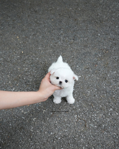 Teacup Maltese Male [Nico]