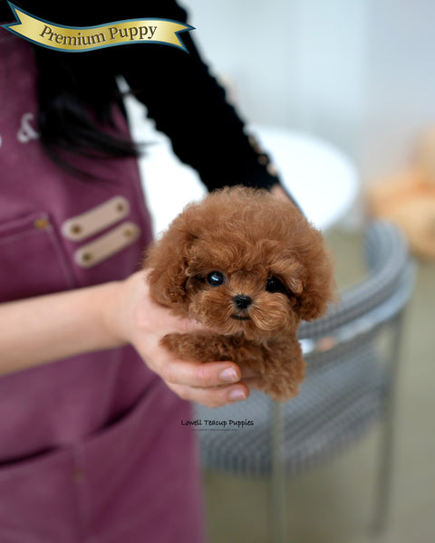 Teacup Poodle Male [Ronnie]