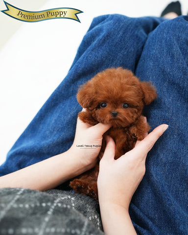 Teacup Poodle Male [Jerry]