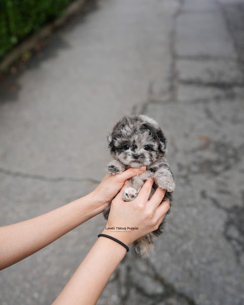 Teacup Poodle Female [Elle]