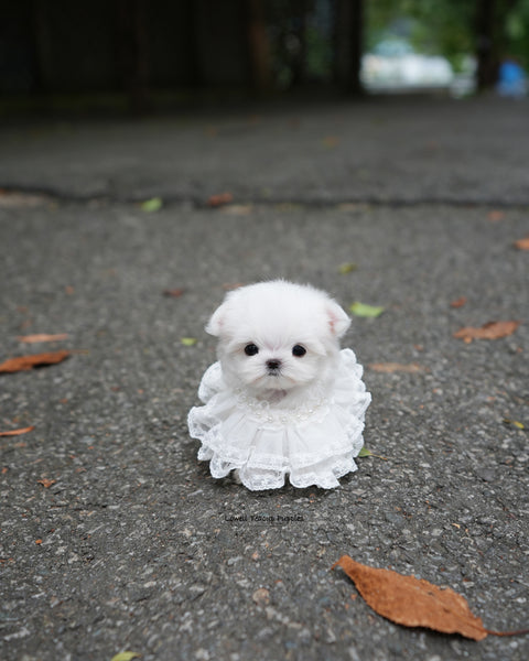 Teacup Maltese Female [Helen]