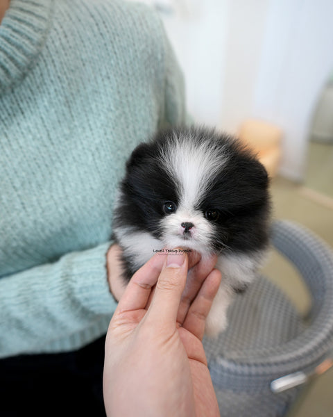 Teacup Pomeranian Female [Lacie]