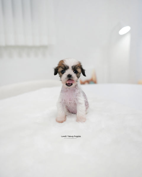 Teacup Chinese Crested Female [Elara]