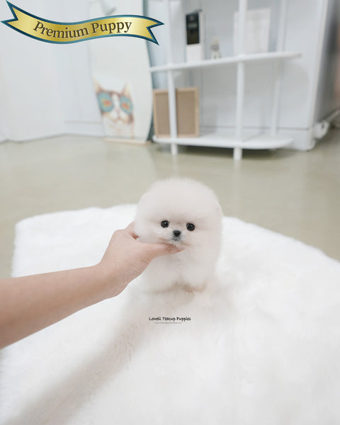 Teacup Pomeranian Male [Roi]