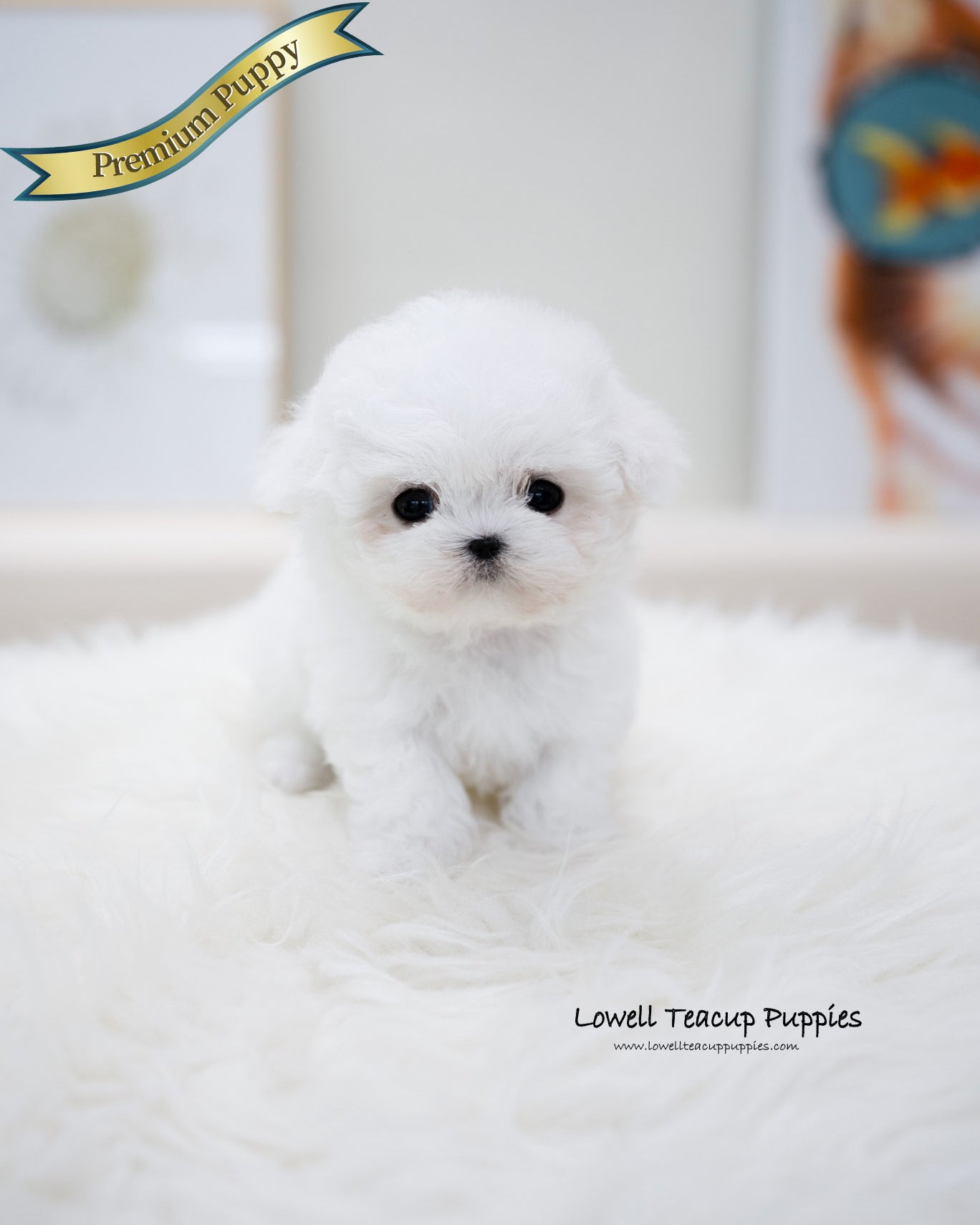 Teacup Bichon Frise Female [Bonbon]