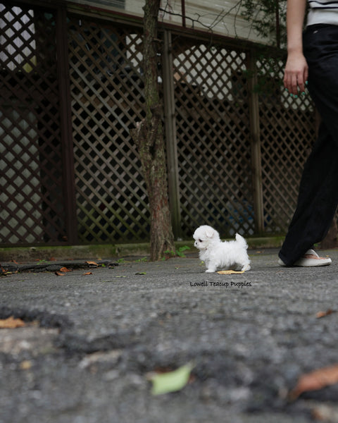 Teacup Maltese Male [Lime]