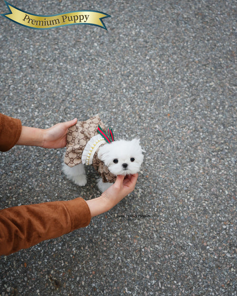 Teacup Maltese Female [Hana]