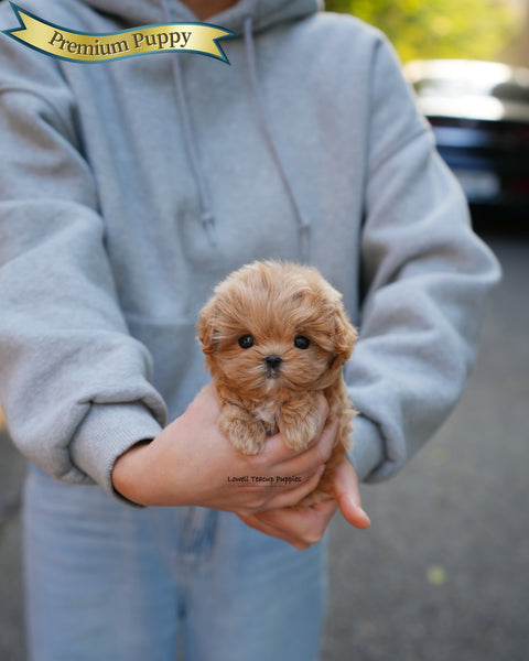 Teacup Maltipoo Female [Mila]