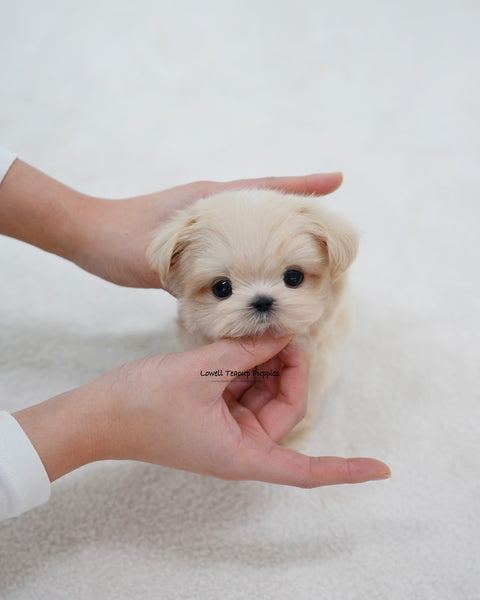 Teacup Maltipoo Male [Eden]