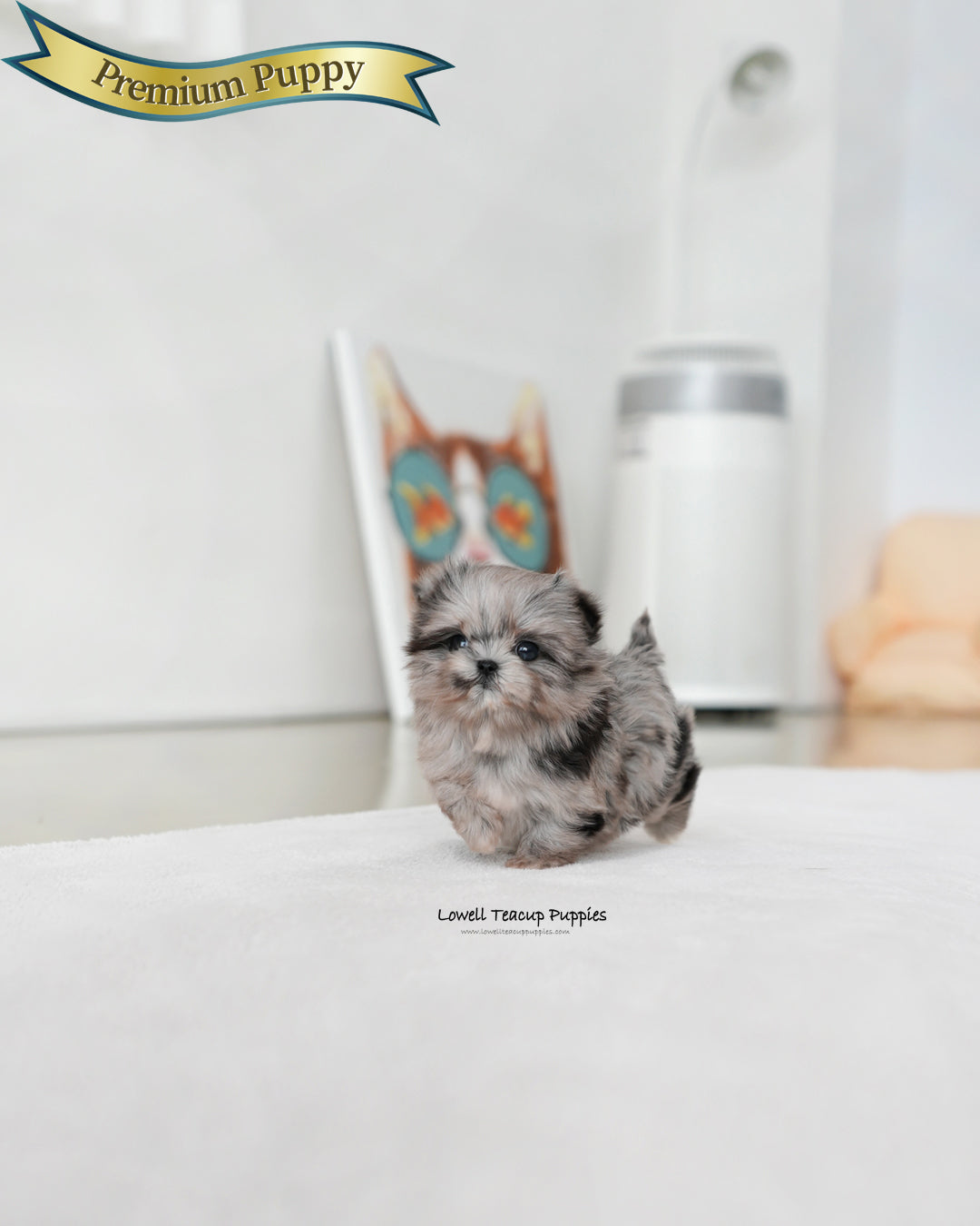 Teacup Maltipoo Female [Aurora]