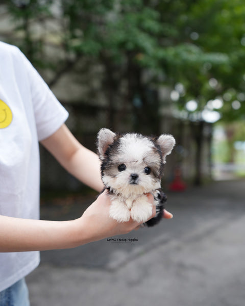 Teacup Morkie Female [Prada]